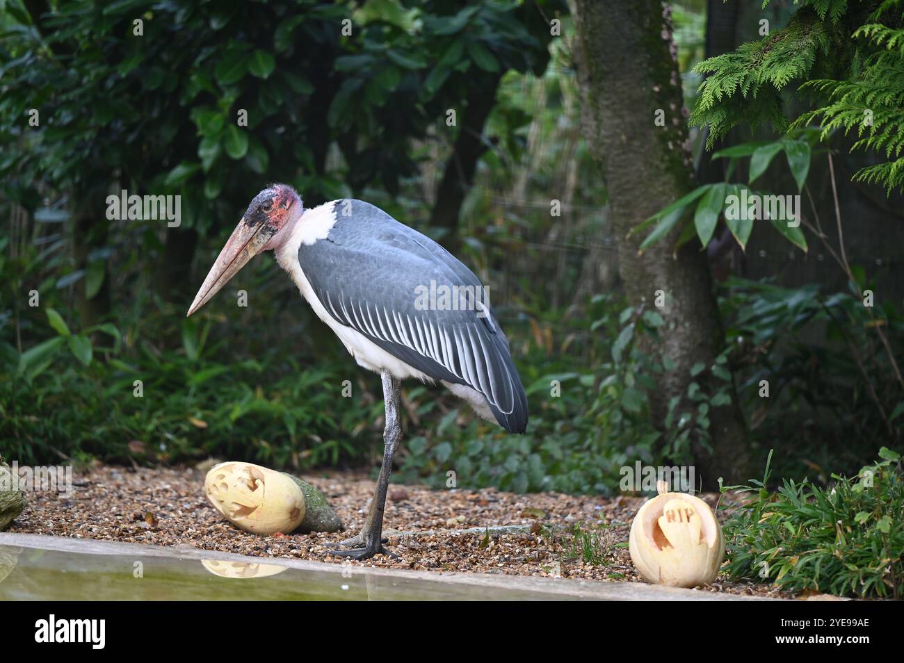 Marabou Stork 9 der Bestatter 0 genießt weiße Kürbisse gefüllt mit Fleischstücken, Ned aß den Großteil des Essens von den Kürbissen und Ingwer ... Stockfoto