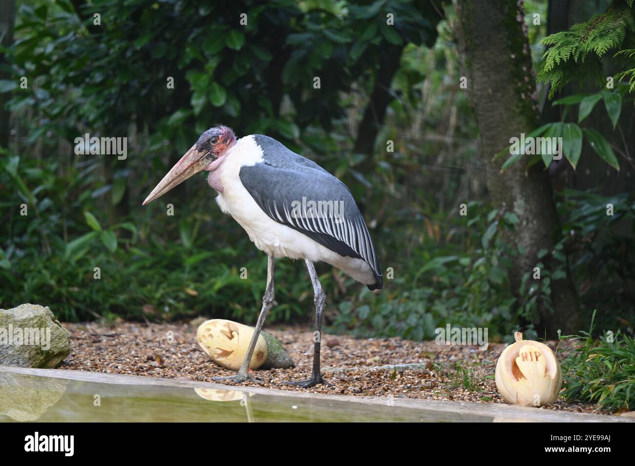 Marabou Stork 9 der Bestatter 0 genießt weiße Kürbisse gefüllt mit Fleischstücken, Ned aß den Großteil des Essens von den Kürbissen und Ingwer ... Stockfoto