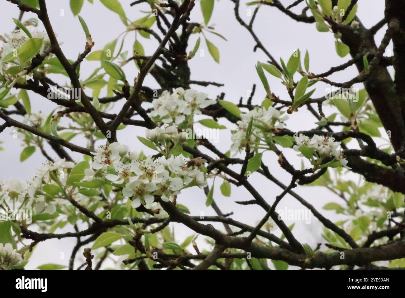 Die Zweige eines gewöhnlichen Birnenbaums schwellen im frühen Frühjahr mit weißen Blüten. Stockfoto