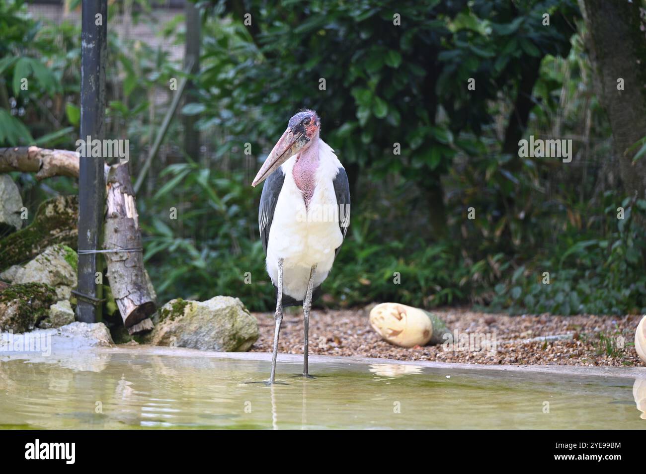 Marabou Stork 9 der Bestatter 0 genießt weiße Kürbisse gefüllt mit Fleischstücken, Ned aß den Großteil des Essens von den Kürbissen und Ingwer ... Stockfoto