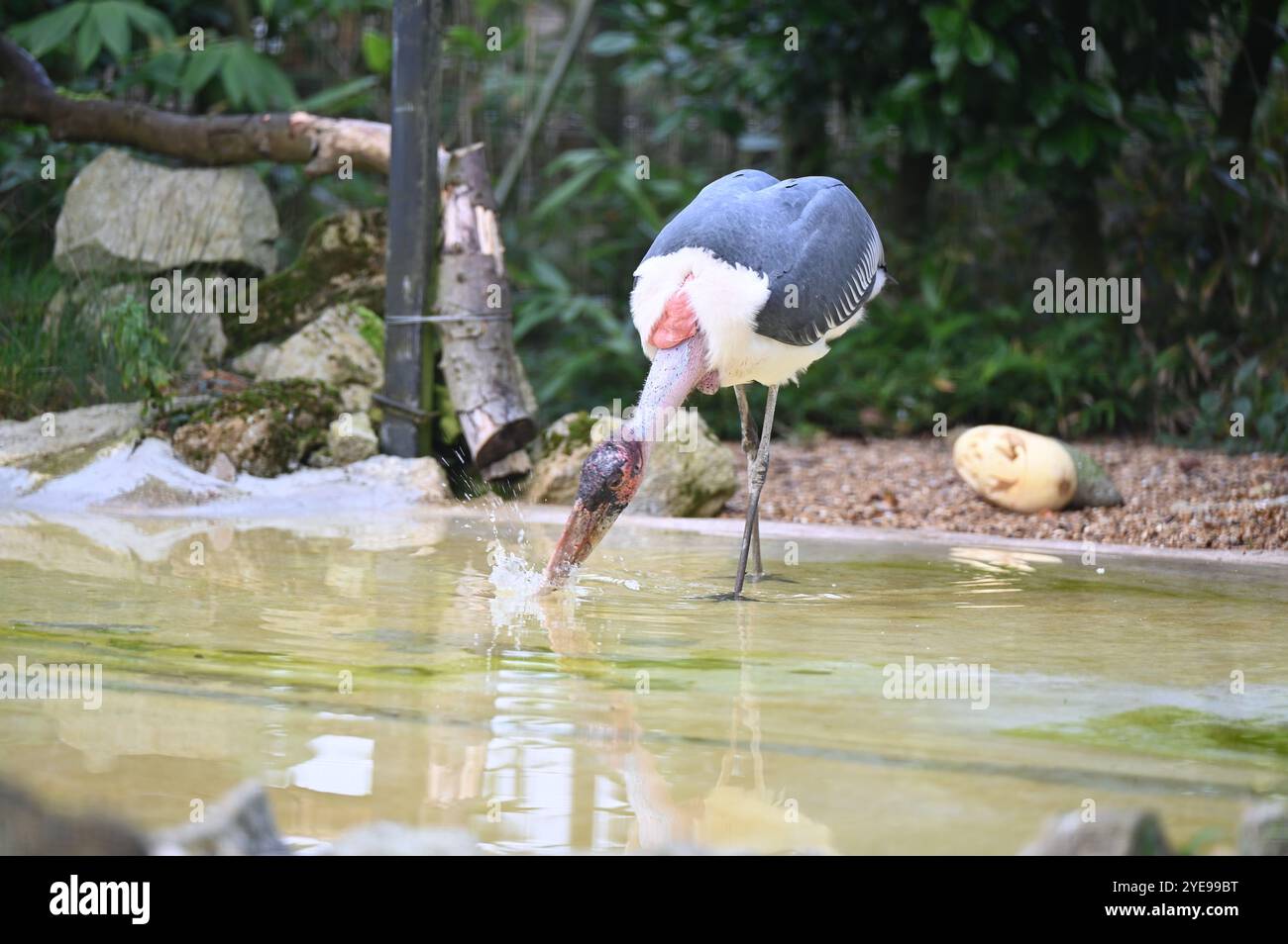 Marabou Stork 9 der Bestatter 0 genießt weiße Kürbisse gefüllt mit Fleischstücken, Ned aß den Großteil des Essens von den Kürbissen und Ingwer ... Stockfoto