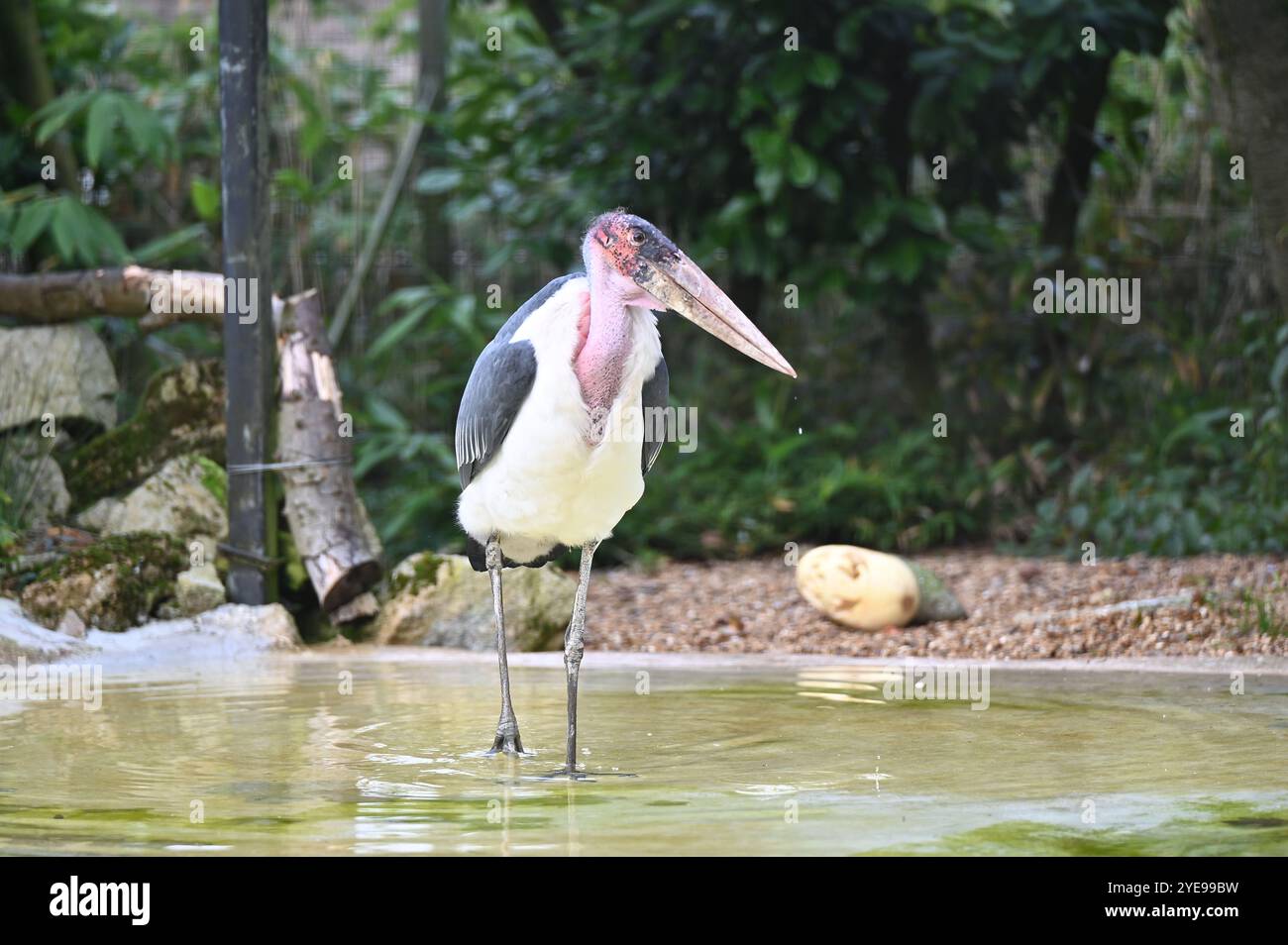 Marabou Stork 9 der Bestatter 0 genießt weiße Kürbisse gefüllt mit Fleischstücken, Ned aß den Großteil des Essens von den Kürbissen und Ingwer ... Stockfoto