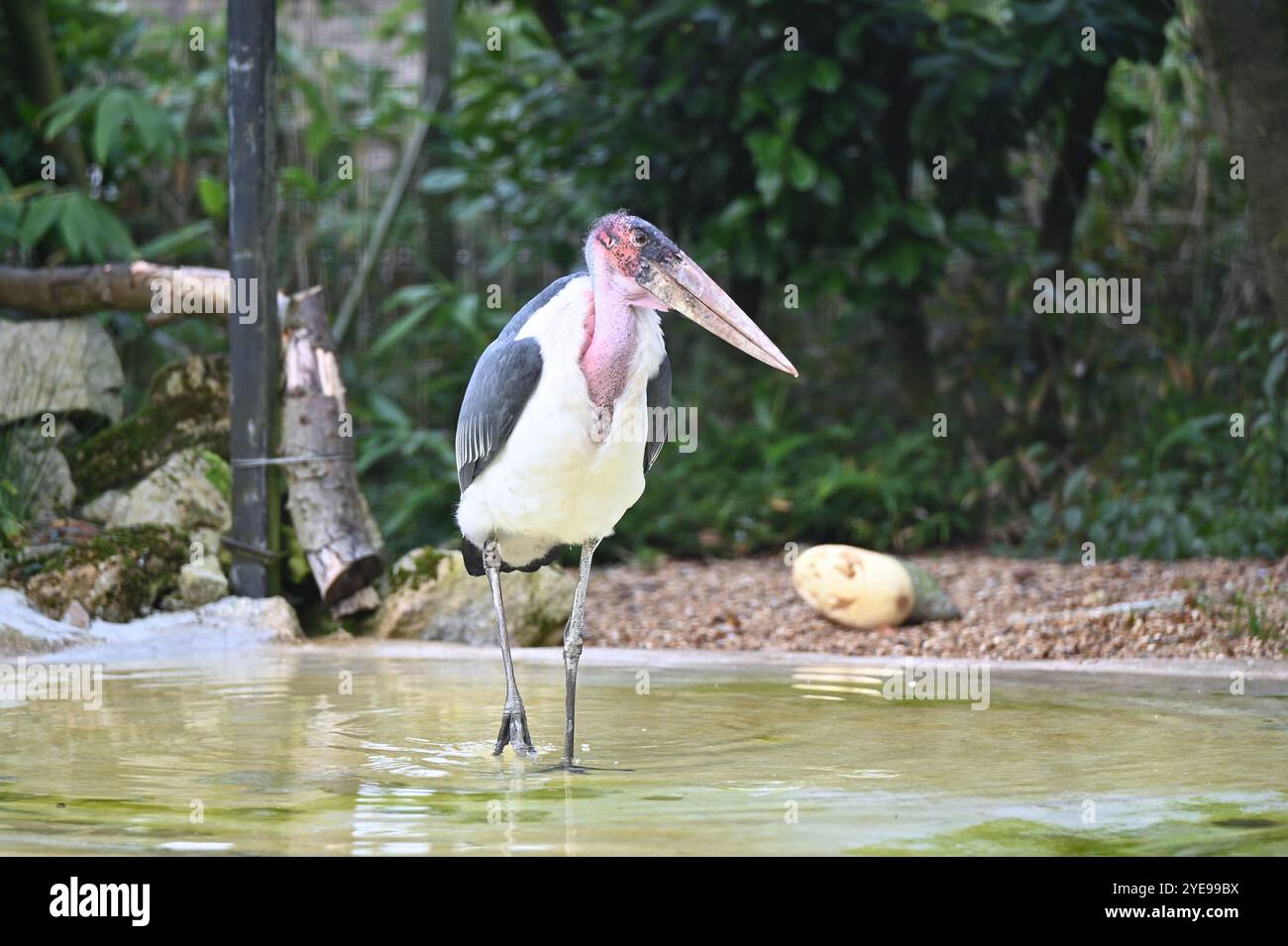 Marabou Stork 9 der Bestatter 0 genießt weiße Kürbisse gefüllt mit Fleischstücken, Ned aß den Großteil des Essens von den Kürbissen und Ingwer ... Stockfoto