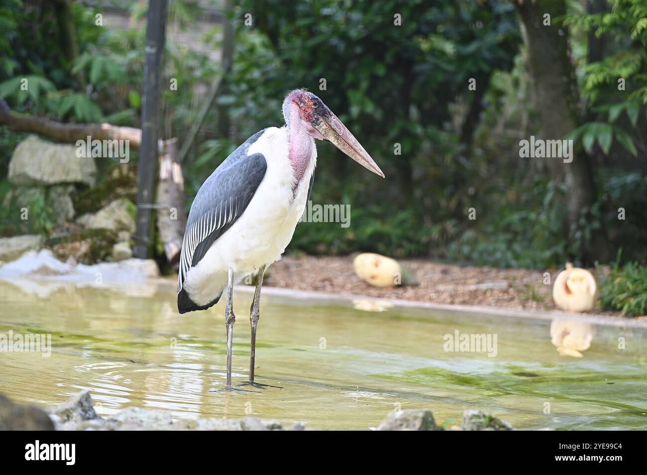 Marabou Stork 9 der Bestatter 0 genießt weiße Kürbisse gefüllt mit Fleischstücken, Ned aß den Großteil des Essens von den Kürbissen und Ingwer ... Stockfoto