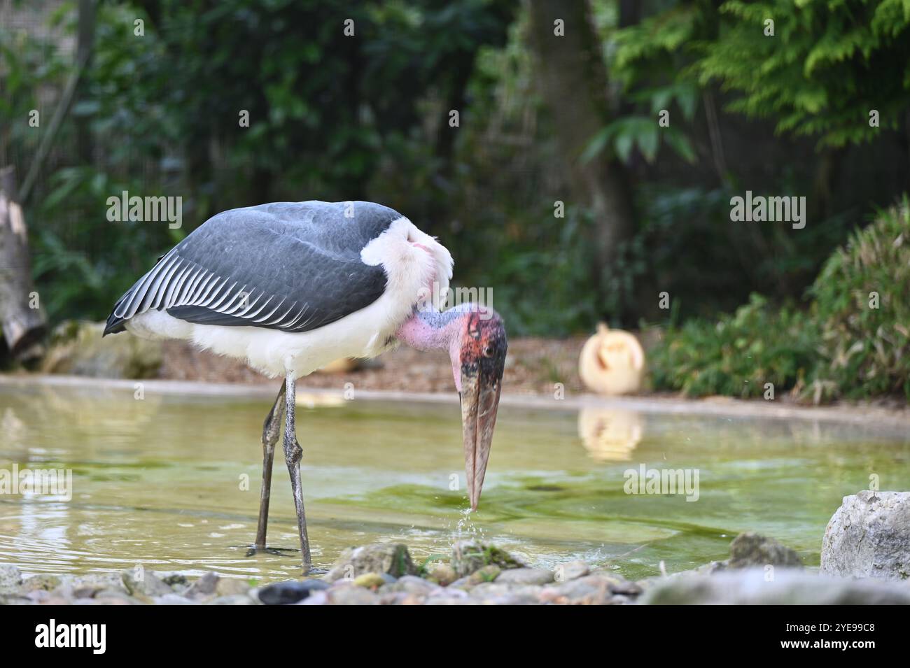 Marabou Stork 9 der Bestatter 0 genießt weiße Kürbisse gefüllt mit Fleischstücken, Ned aß den Großteil des Essens von den Kürbissen und Ingwer ... Stockfoto