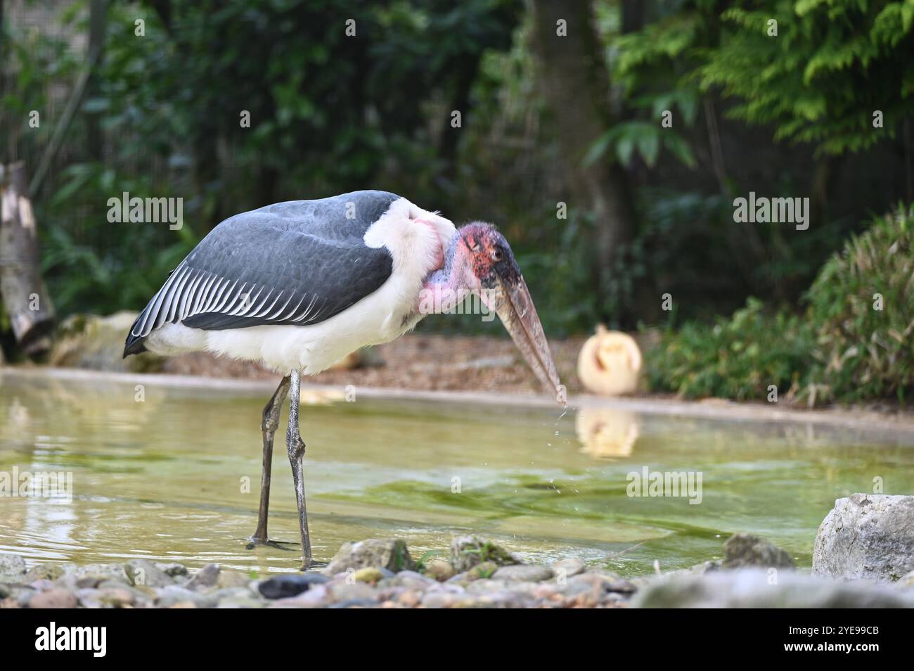 Marabou Stork 9 der Bestatter 0 genießt weiße Kürbisse gefüllt mit Fleischstücken, Ned aß den Großteil des Essens von den Kürbissen und Ingwer ... Stockfoto