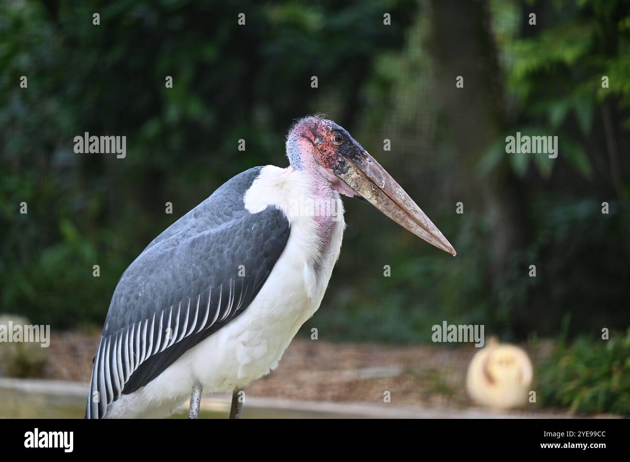 Marabou Stork 9 der Bestatter 0 genießt weiße Kürbisse gefüllt mit Fleischstücken, Ned aß den Großteil des Essens von den Kürbissen und Ingwer ... Stockfoto