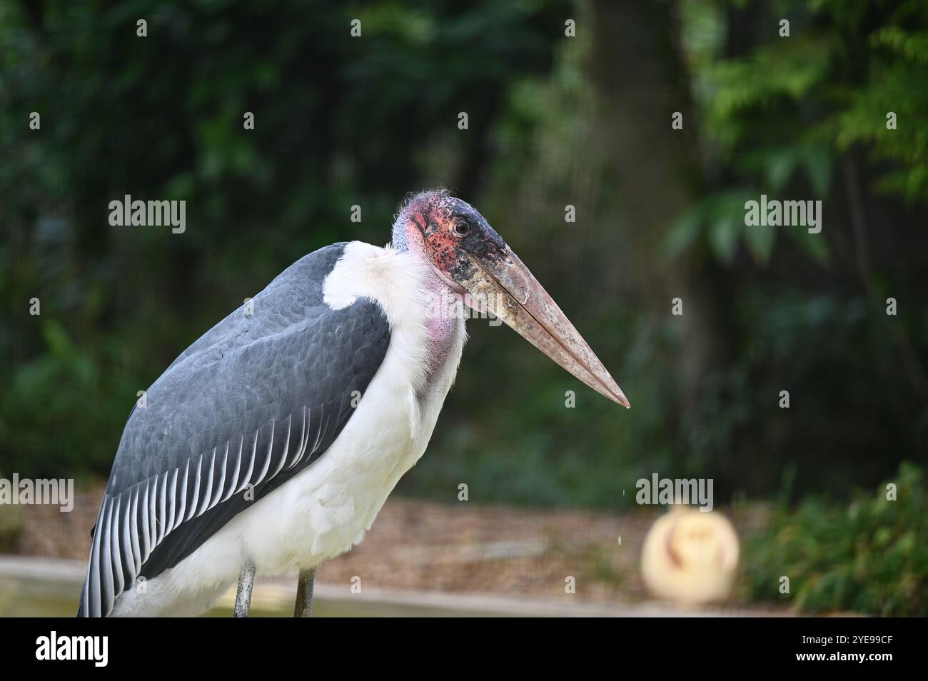 Marabou Stork 9 der Bestatter 0 genießt weiße Kürbisse gefüllt mit Fleischstücken, Ned aß den Großteil des Essens von den Kürbissen und Ingwer ... Stockfoto