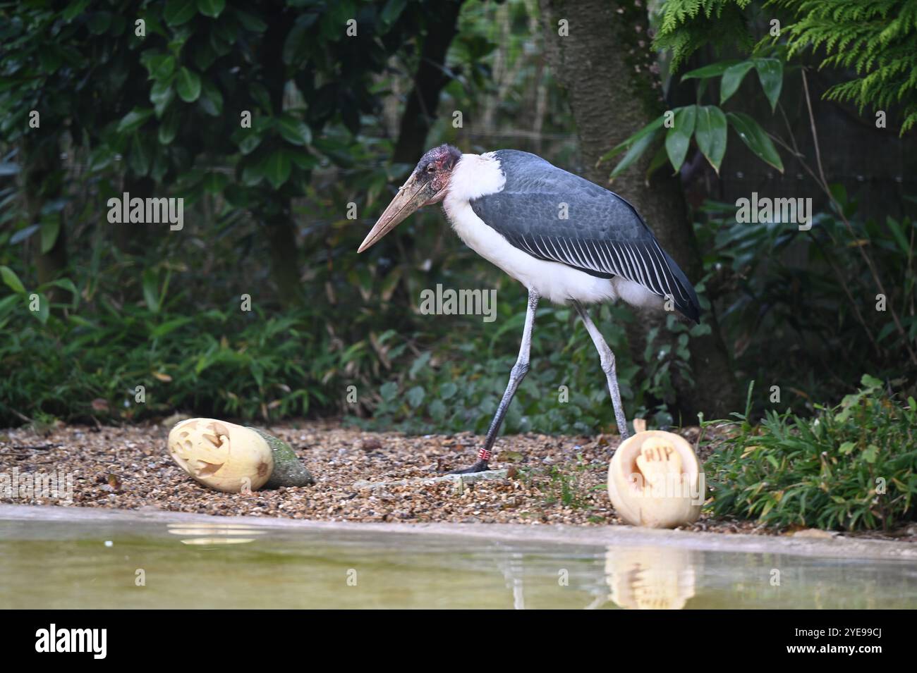 Marabou Stork 9 der Bestatter 0 genießt weiße Kürbisse gefüllt mit Fleischstücken, Ned aß den Großteil des Essens von den Kürbissen und Ingwer ... Stockfoto
