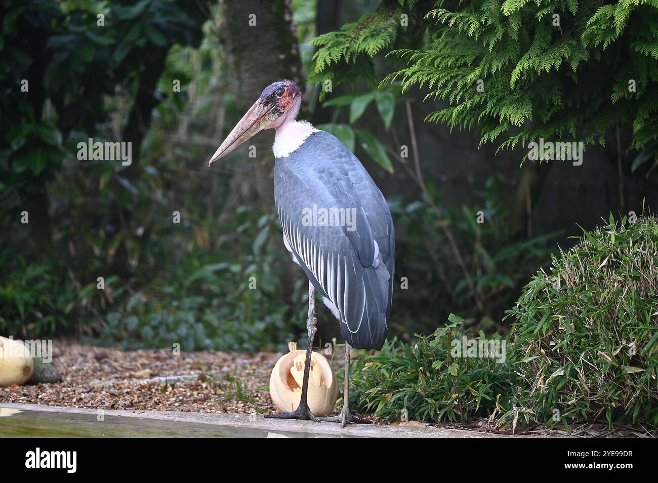 Marabou Stork 9 der Bestatter 0 genießt weiße Kürbisse gefüllt mit Fleischstücken, Ned aß den Großteil des Essens von den Kürbissen und Ingwer ... Stockfoto