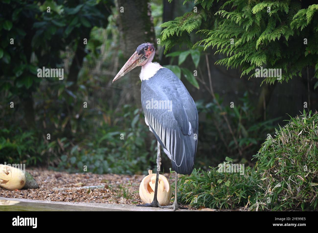 Marabou Stork 9 der Bestatter 0 genießt weiße Kürbisse gefüllt mit Fleischstücken, Ned aß den Großteil des Essens von den Kürbissen und Ingwer ... Stockfoto