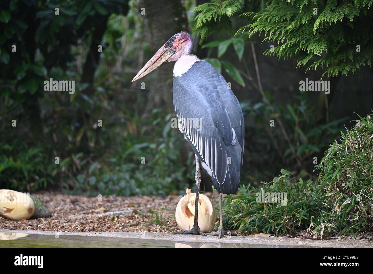 Marabou Stork 9 der Bestatter 0 genießt weiße Kürbisse gefüllt mit Fleischstücken, Ned aß den Großteil des Essens von den Kürbissen und Ingwer ... Stockfoto