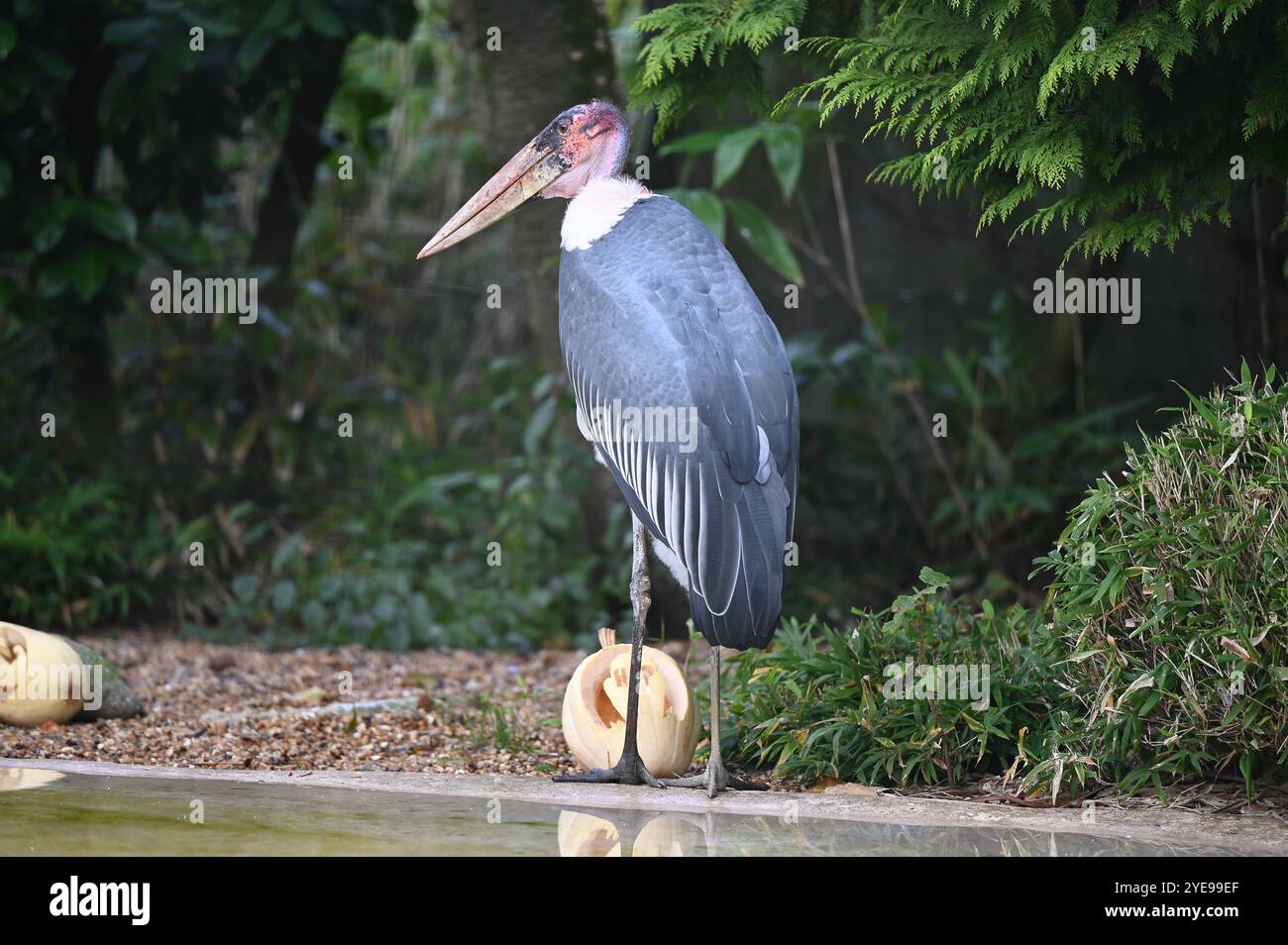 Marabou Stork 9 der Bestatter 0 genießt weiße Kürbisse gefüllt mit Fleischstücken, Ned aß den Großteil des Essens von den Kürbissen und Ingwer ... Stockfoto