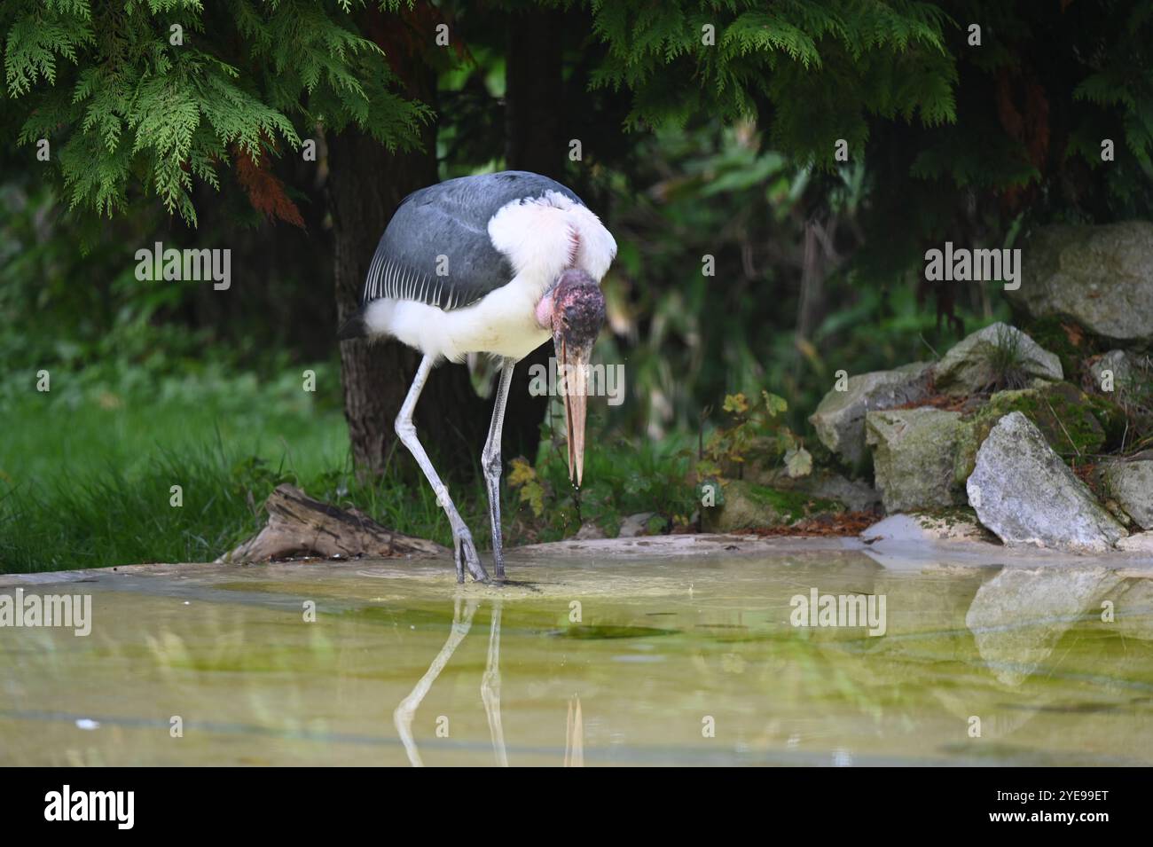 Marabou Stork 9 der Bestatter 0 genießt weiße Kürbisse gefüllt mit Fleischstücken, Ned aß den Großteil des Essens von den Kürbissen und Ingwer ... Stockfoto