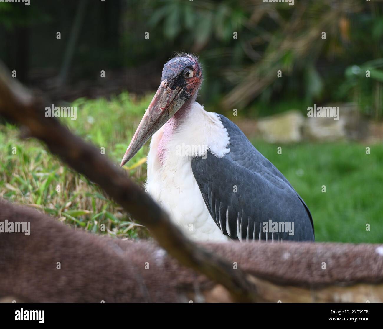 Marabou Stork 9 der Bestatter 0 genießt weiße Kürbisse gefüllt mit Fleischstücken, Ned aß den Großteil des Essens von den Kürbissen und Ingwer ... Stockfoto
