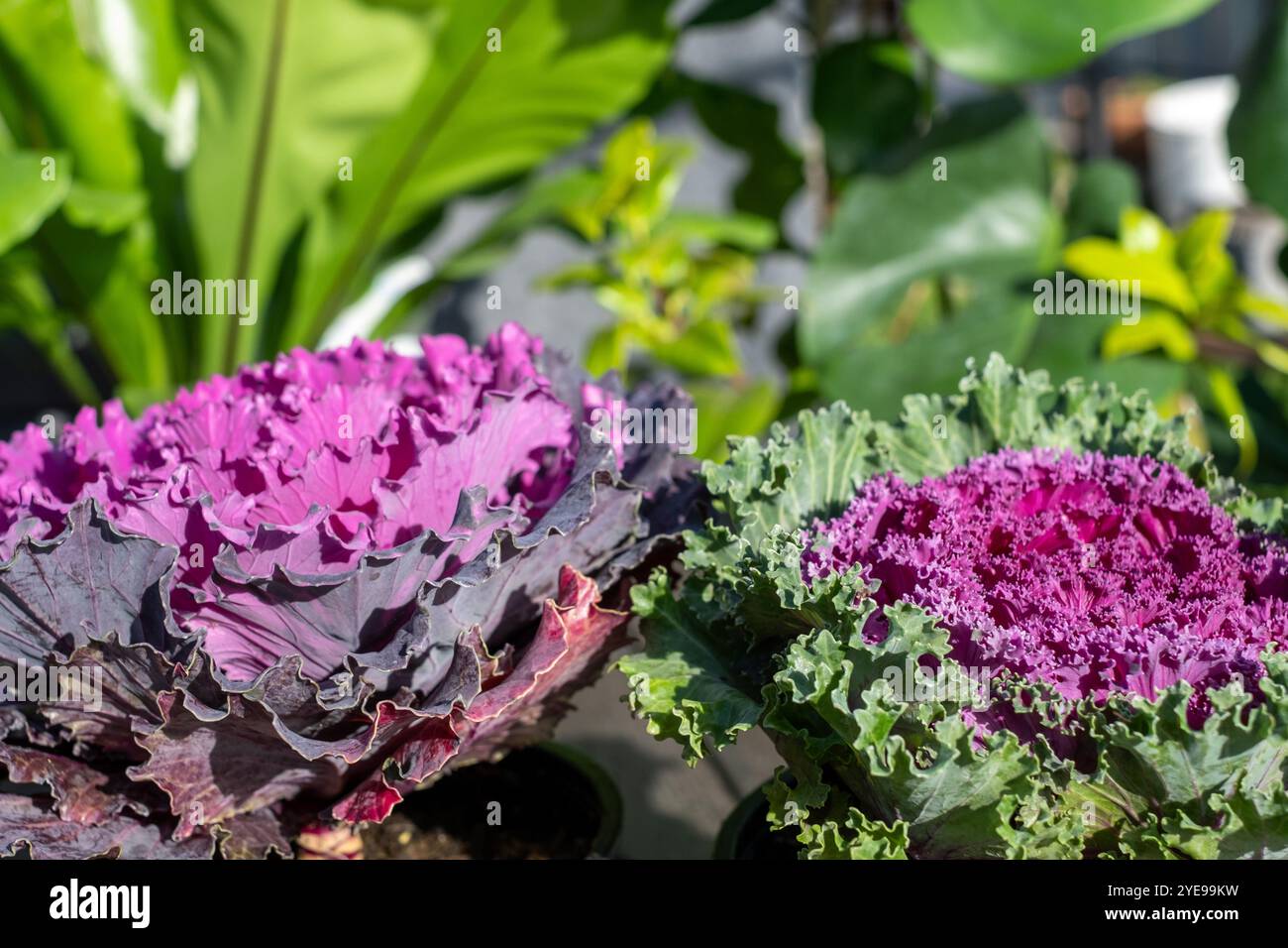 In einem lebendigen Garten zeigen zwei Zierkohl ihre einzigartigen Texturen und brillanten Farben, einer in tiefviolettem und der andere in Grün. Die p Stockfoto