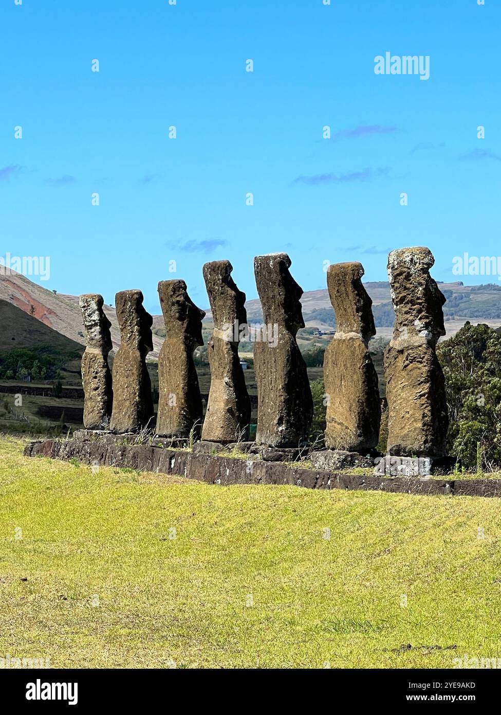 Eine Reihe von Moai-Statuen in Ahu Akivi auf der Osterinsel in Chile, die vor einem klaren blauen Himmel stehen. Diese alten Figuren sind für das Leben von Rapa Nui von Bedeutung - Smartphone-aufgenommenes Stockfoto