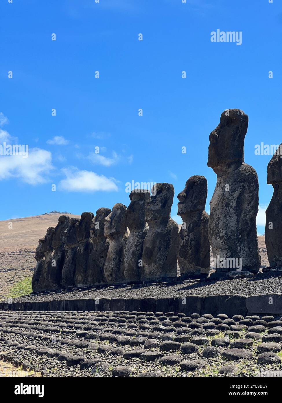 Feierlich steht auf der Osterinsel in Chile unter einem hellblauen Himmel eine Reihe von berühmten Moai-Statuen. Diese antiken Denkmäler symbolisieren das Rapa Nui-Erbe. Stockfoto