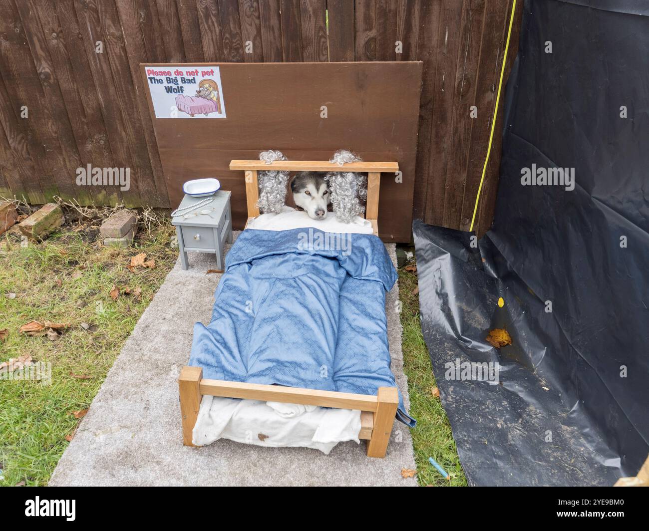 Gillingham, Kent, Großbritannien. 30. Oktober 2024. An der Lower Rainham Road in der Nähe von Gillingham, Kent, ist ein gruseliges Halloween House mit einer riesigen Spinne zu sehen. Die beeindruckende Kreation ist das Werk von Kieron King, mit dem Ziel, Geld für die Wohltätigkeitsorganisation Demelza Hospice Care for Children zu sammeln. Bild: Selbst der Familienhund hat eine Rolle als "der große böse Wolf". Quelle: James Bell/Alamy Live News Stockfoto