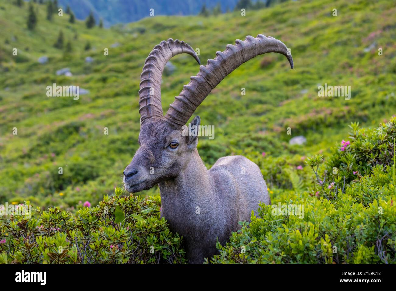 Alpensteinbock, Capra-steinbock, steinbock Europäische Ziegenarten, die in den Alpen leben. Bergziege in den Alpen bei Chamonix Mont Blanc. Wilde Ziege Stockfoto