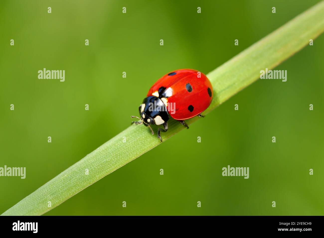 Siebenfleckiger Marienkäfer (Coccinella septempunctata) auf einem diagonalen Grasblatt Stockfoto