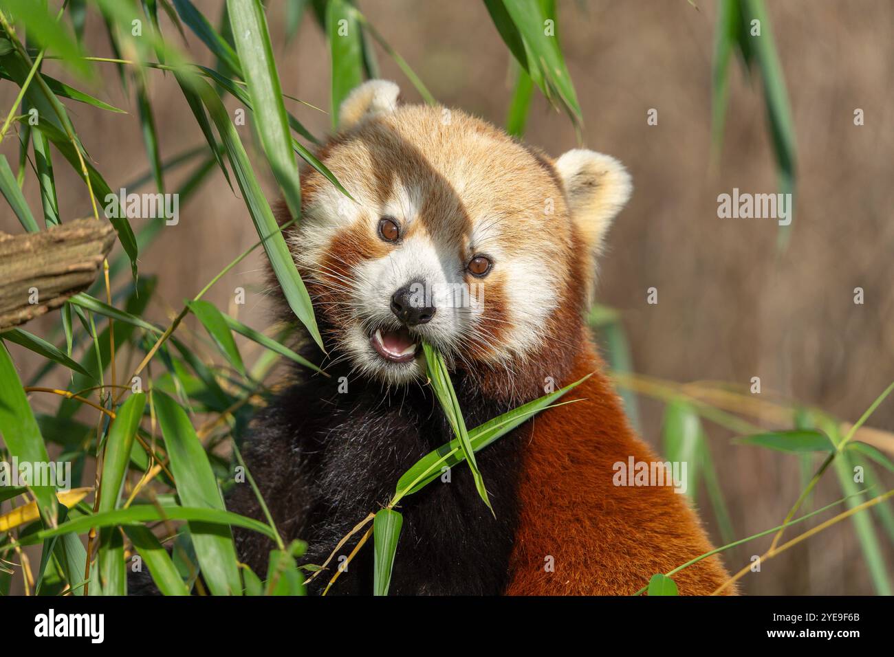 Nahaufnahme des süßen roten Panda (Ailurus fulgens), der draußen bis zu Unfug isoliert ist, auf einen Baum klettert, während er Blätter isst. Stockfoto