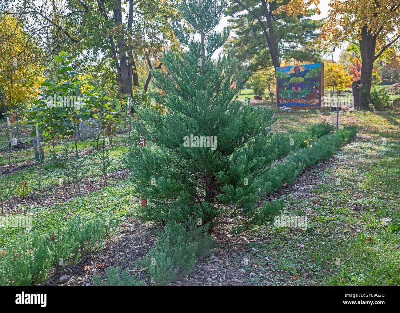 Detroit, Michigan – Ein riesiger Mammutbaum (Sequoiadendron giganteum), der in Arboretum Detroit wächst, zusammen mit zwei Reihen junger Setzlinge. Arboretum De Stockfoto