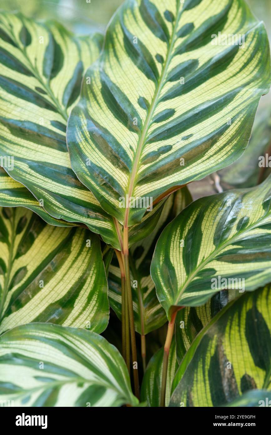 Peacock Plant Blätter, Calathea Makoyana Stockfoto