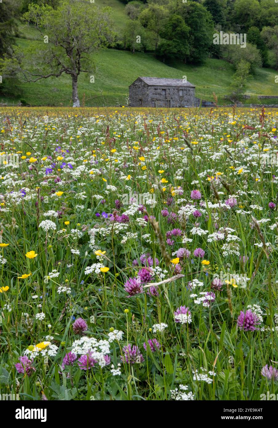 Hey & Wildflower Meadows in der Nähe von Muker, Swaledale, Yorkshire Dales National Park, Yorkshire, England, Großbritannien Stockfoto