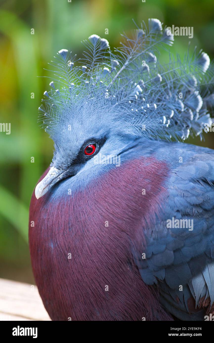 Victoria gekrönte Taube (Goura victoria) Porträt, schöne gekrönte Taube aus Papua-Neuguinea, vertikale Fotografie Stockfoto