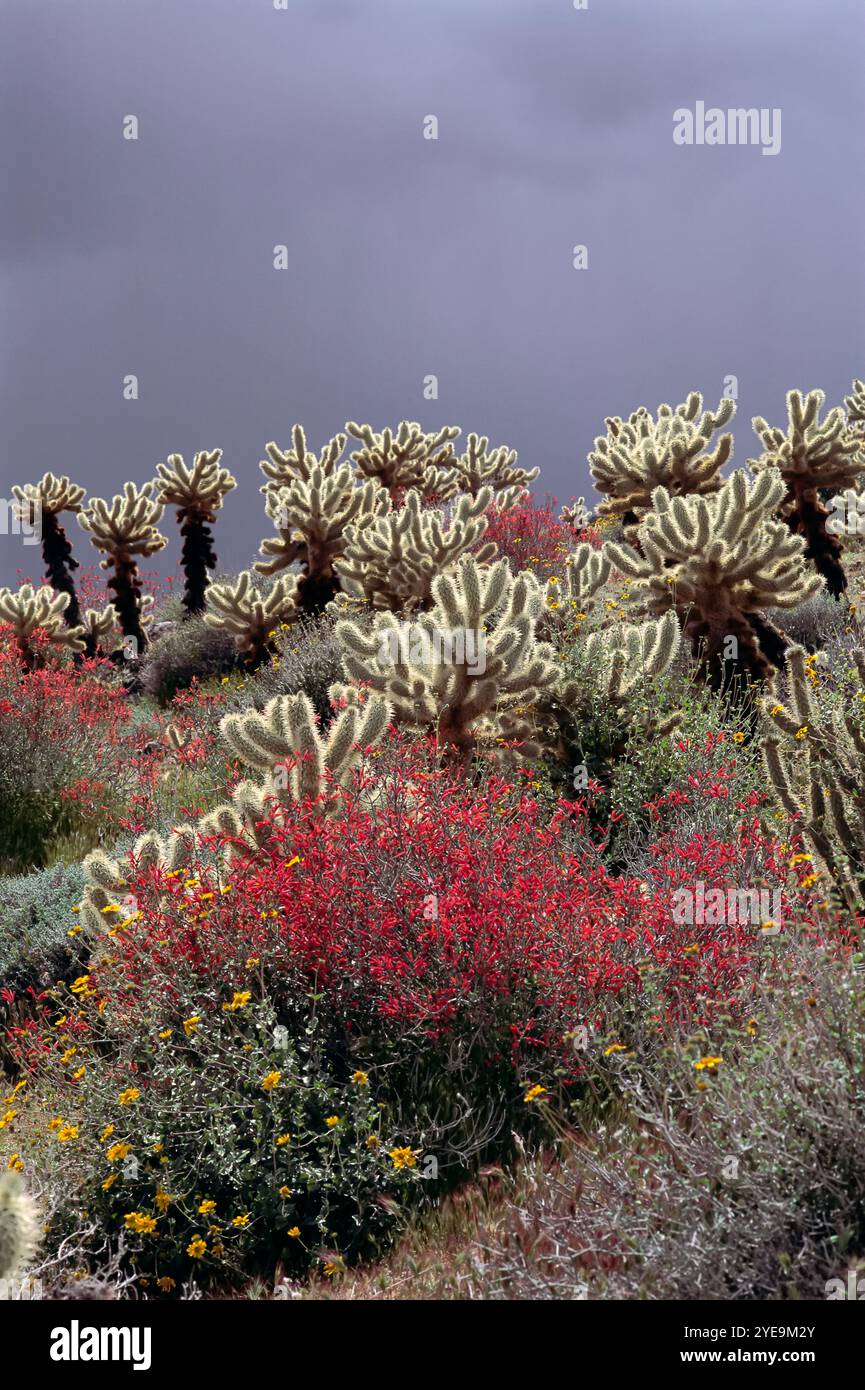 Cholla Cactus (Cylindropuntia), beleuchtet von Sonnenlicht mit bunten blühenden Pflanzen unter einem Himmel mit Regenwolken im Anza-Borrego Desert State Park, ... Stockfoto