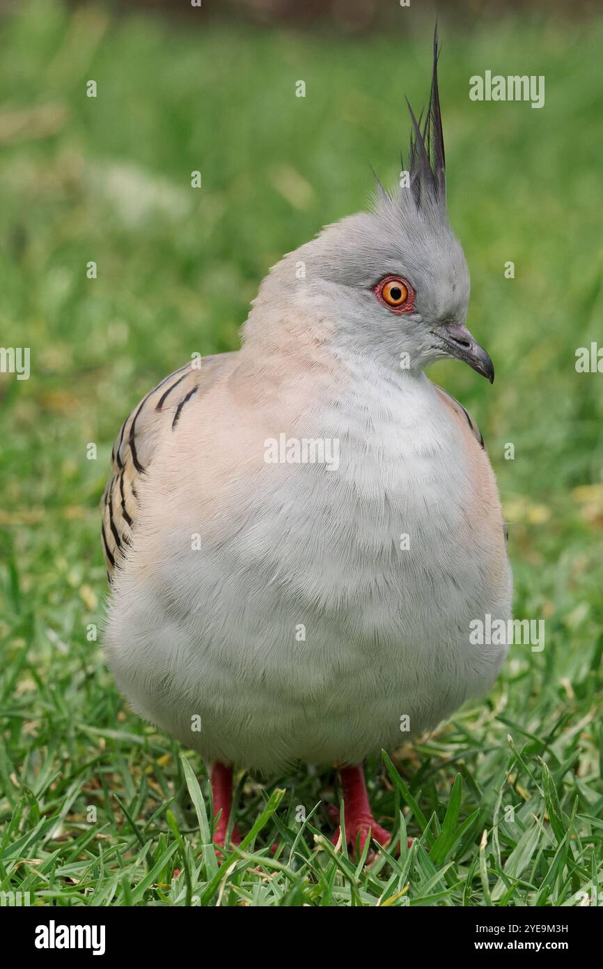 Haubentaube, die im Profil auf Gras steht Stockfoto
