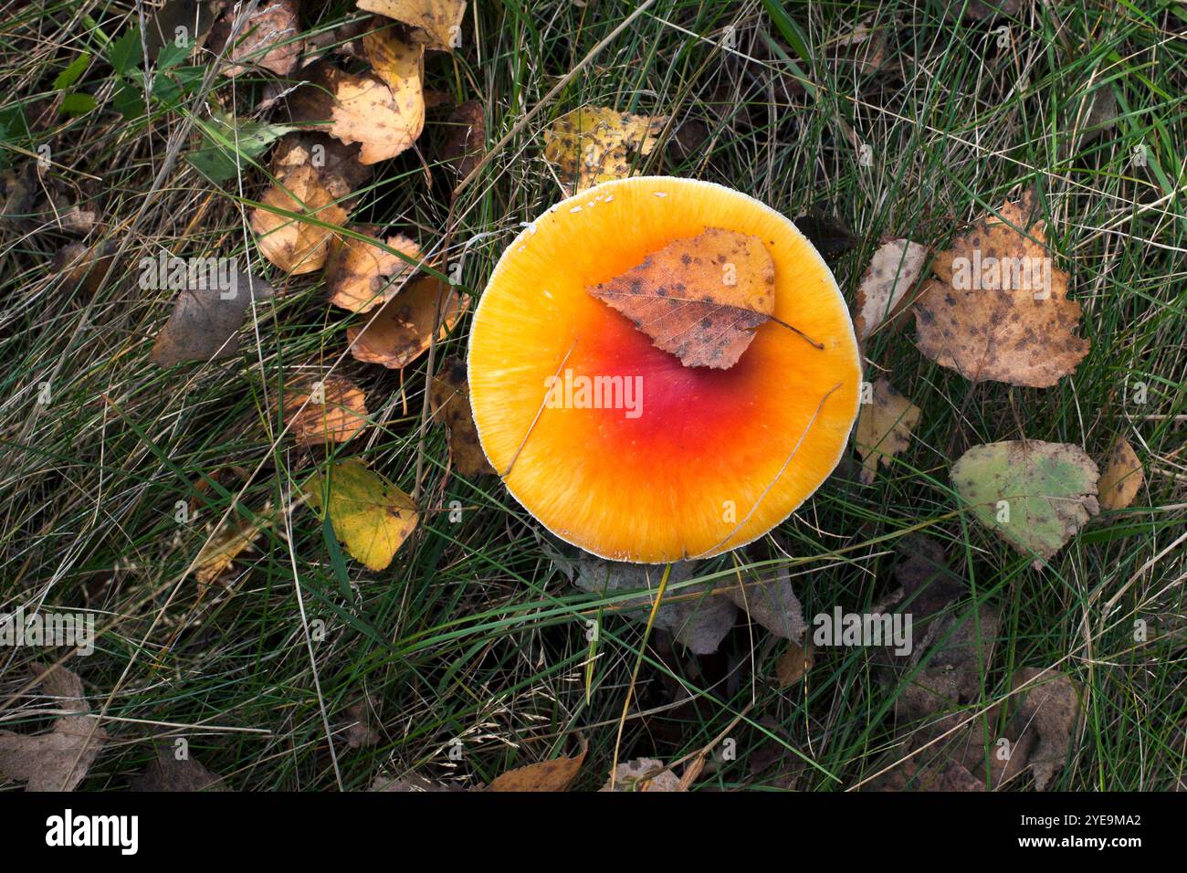 Leuchtender roter und oranger Pilz auf Gras Stockfoto