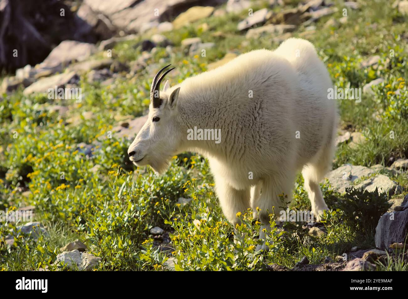 Die Bergziege (Oreamnos americanus) steht in blühenden Pflanzen an einem Berghang Stockfoto