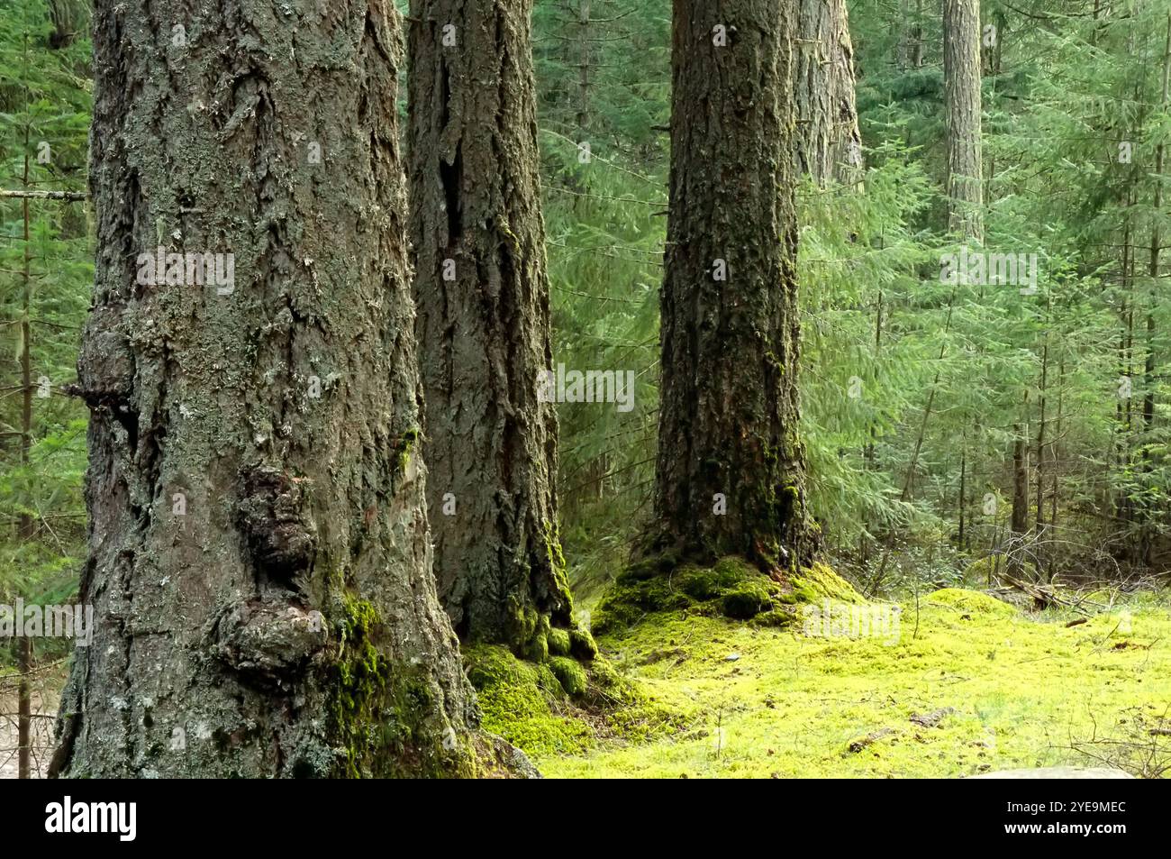 Douglasien (Pseudotsuga menziesii), die auf Salt Spring Island, BC, Kanada, wachsen; Salt Spring Island, British Columbia, Kanada Stockfoto