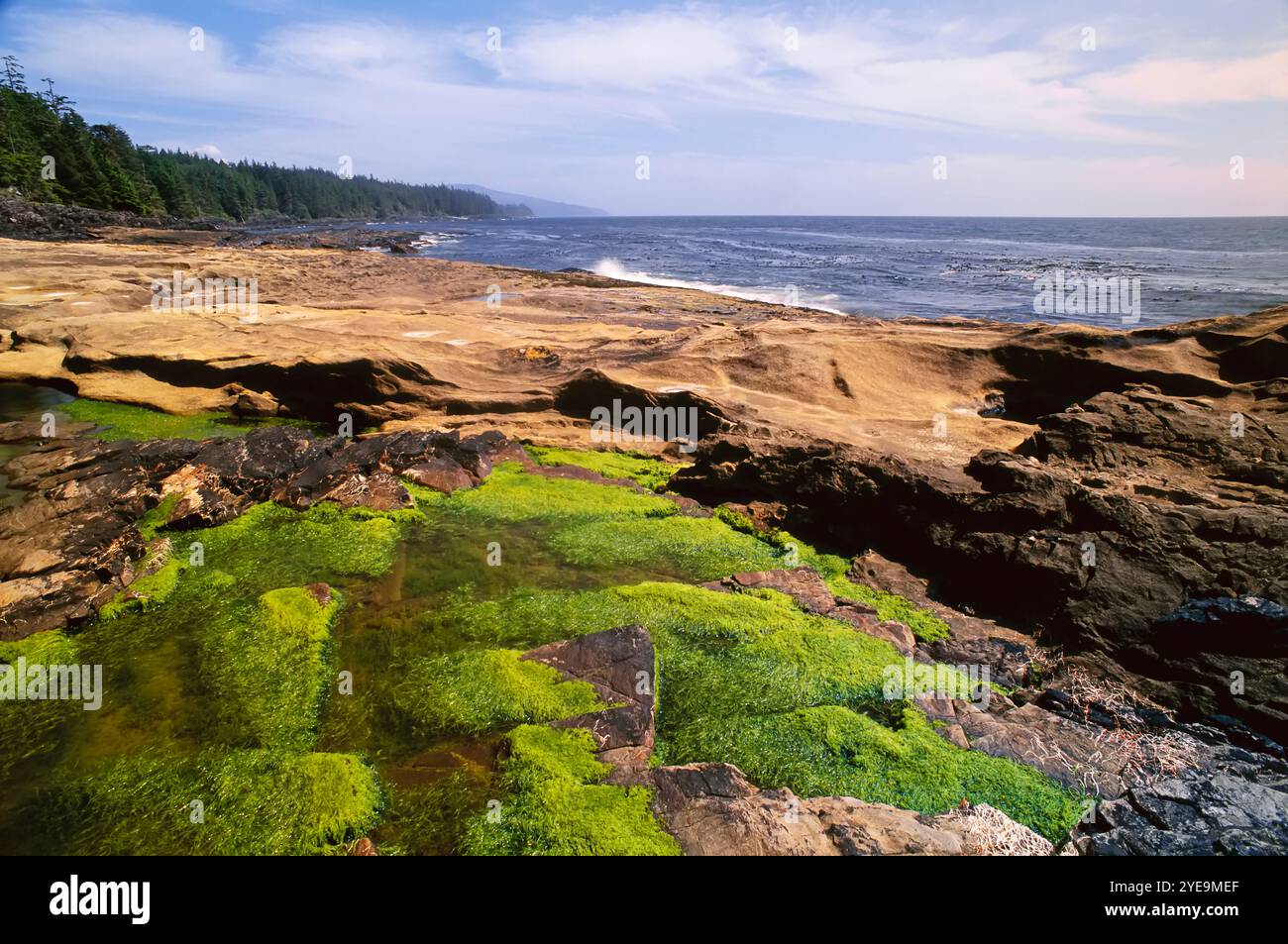 Gezeitenbecken im Juan de Fuca Provincial Park (Botanical Beach Provincial Park) auf Vancouver Island; British Columbia, Kanada Stockfoto
