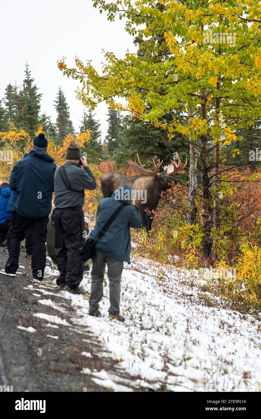 Touristen kommen dem riesigen Bull Moose (Alces Alces) im Denali National Park und Preserve zu nahe; Alaska, Vereinigte Staaten von Amerika Stockfoto