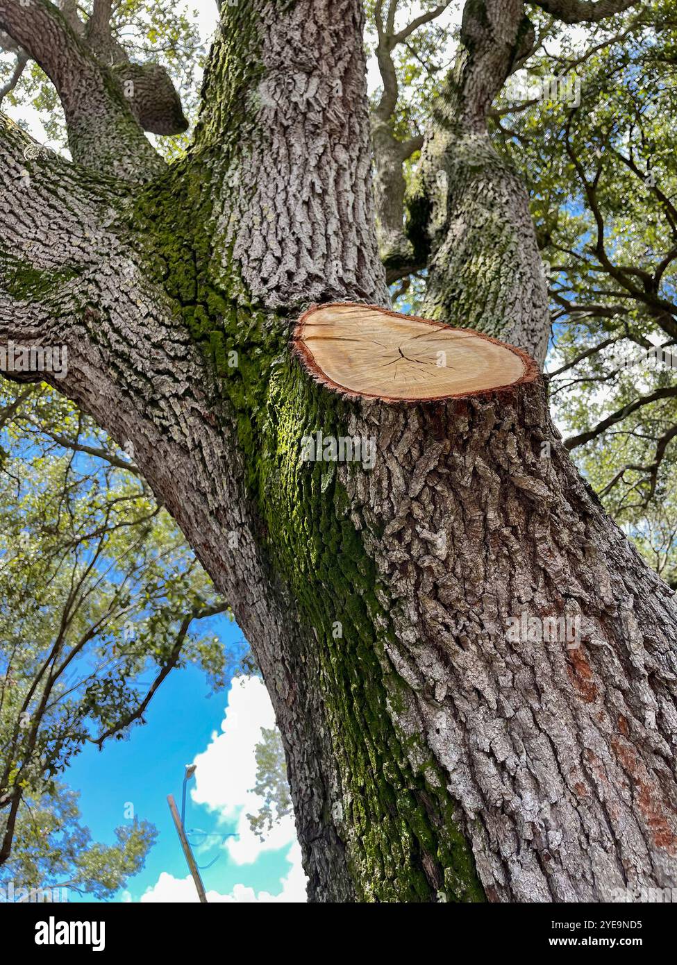 Ein Hartholzbaum in der grünen Waldumgebung wurde auf seiner Niederlassung geschnitten. Florida, USA - Smartphone-aufgenommenes Stockfoto