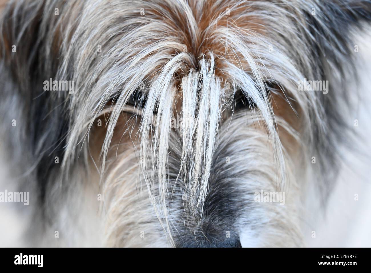 Gemischter Shaggy Dog mit teilweise Hairy Terrier am Bad Hair Day Stockfoto