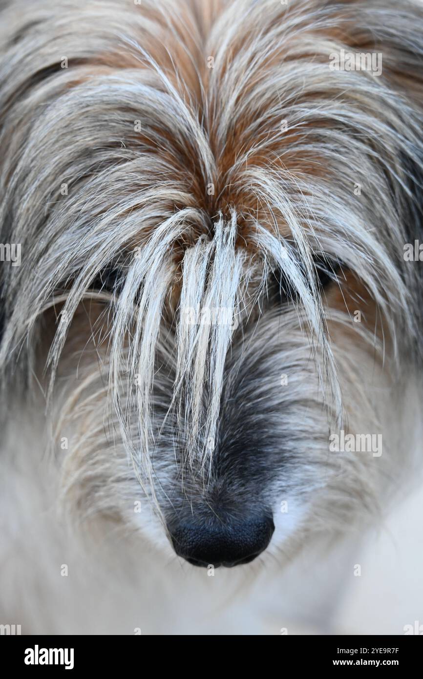Gemischter Shaggy Dog mit teilweise Hairy Terrier am Bad Hair Day Stockfoto