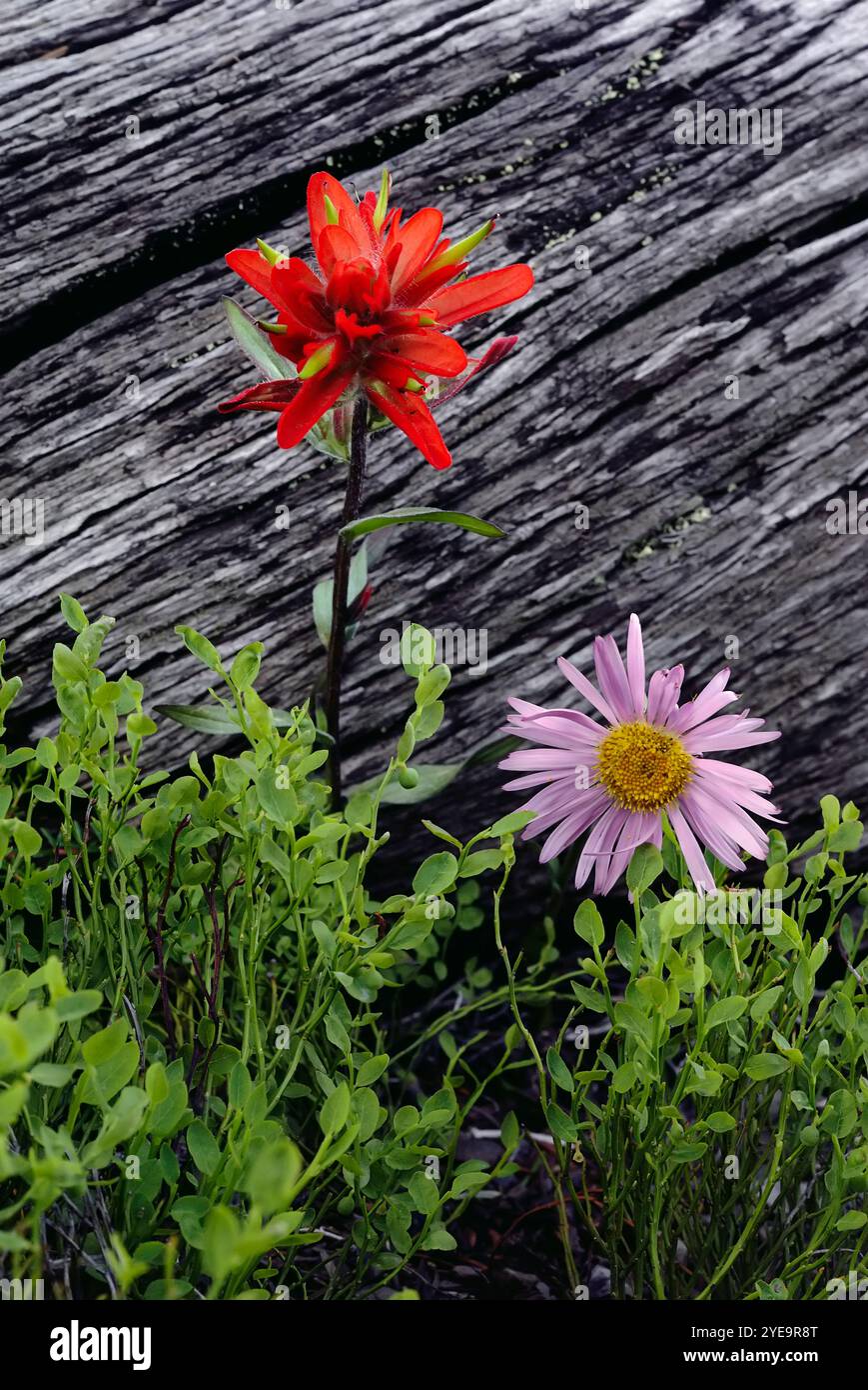 Indischer Pinsel (Castilleja sp.) Und Fleabane (Erigeron foliosus) im Banff National Park, Alberta, Kanada Stockfoto