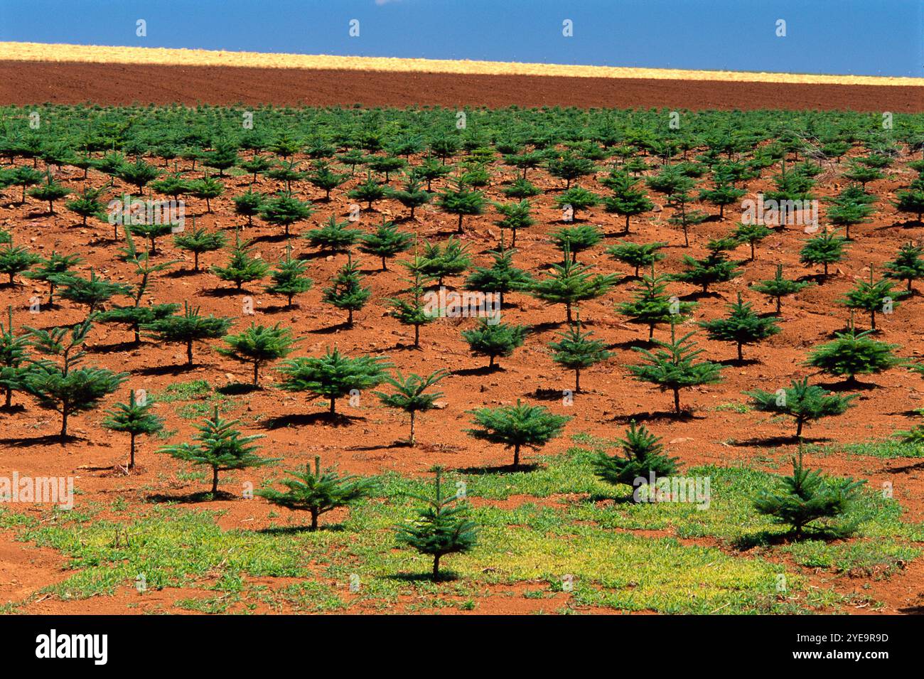 700-00044178© J. A. Kraulis Modellversion: Keine Property Release: No Tree Farm in der Nähe von Silverton, Oregon, USA Stockfoto