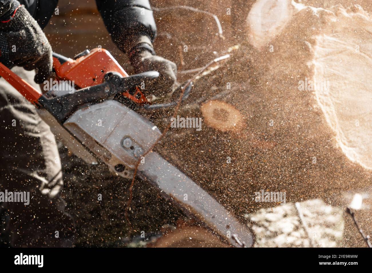 Holz schneiden mit einer Kettensäge von einem Holzkohlensäuber, fliegende Holzspäne. Selektiver Fokus. Stockfoto