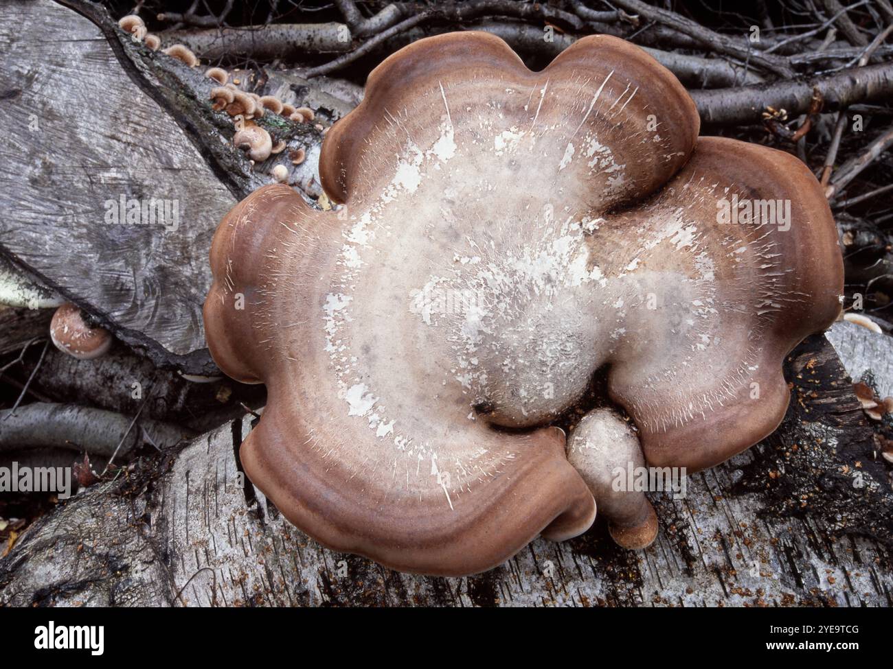 Birkenpolyporenpilze (Piptoporus betulinus), großer Bügel, der auf gefälltem Silberbirkenholz wächst, Berwickshire, Schottland, September. Stockfoto