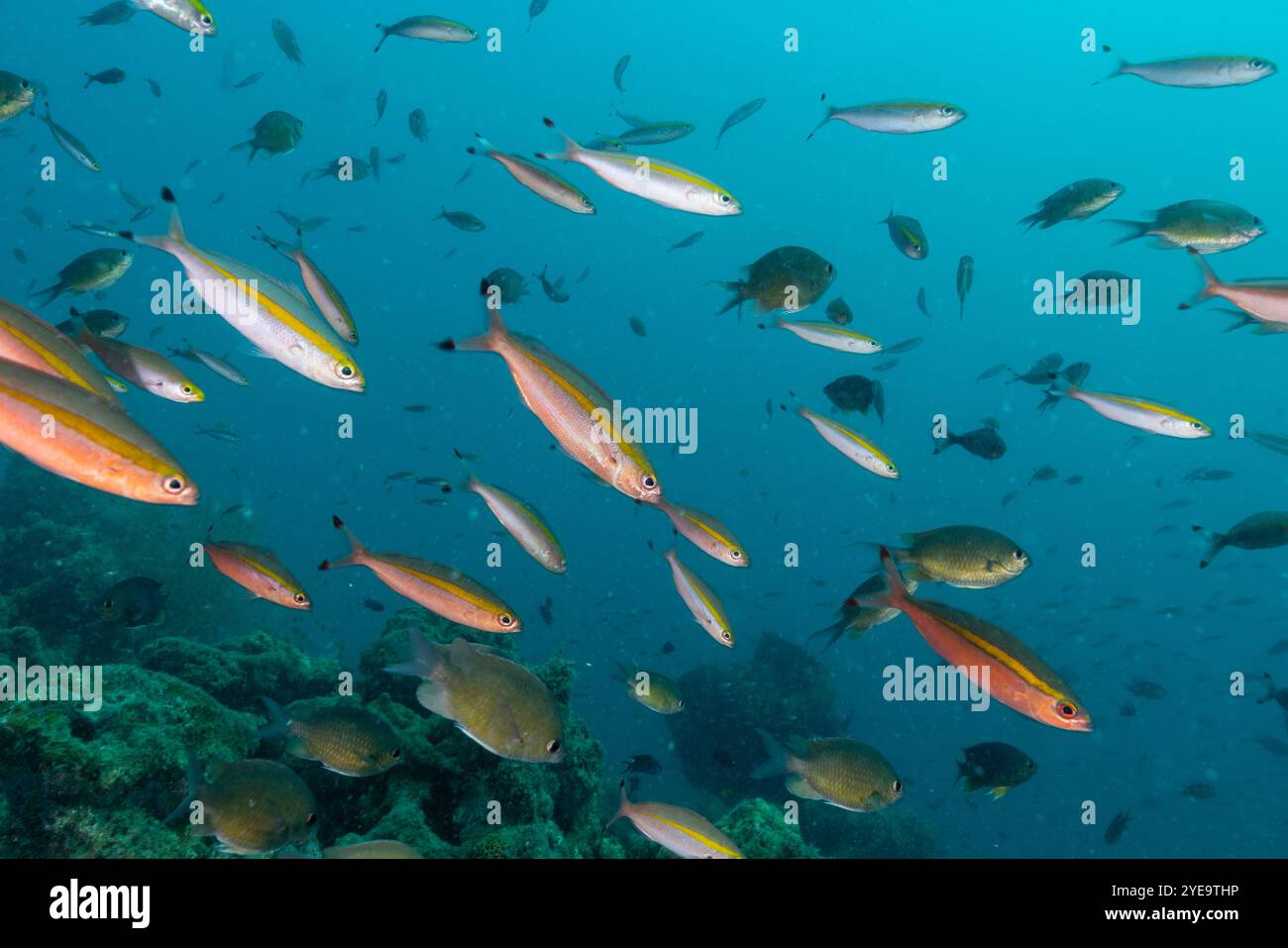 Unterwasserbild beim Tauchen auf Havelock Island (Andaman, Indien) Stockfoto