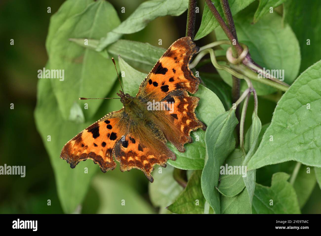 Comma Butterfly (Polygonia c-Album) im Garten und ruht auf einer Clematis im frühen Herbst, Berwickshire, Schottland, Oktober Stockfoto