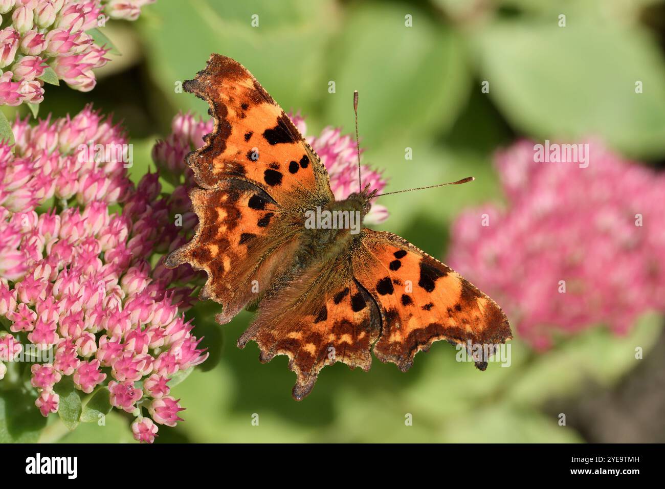 Comma Butterfly (Polygonia c-Album) im Garten und Nektaring auf Blüten einer Eispflanze (Hylotelephium spectabile Sedum) im Frühherbst Stockfoto