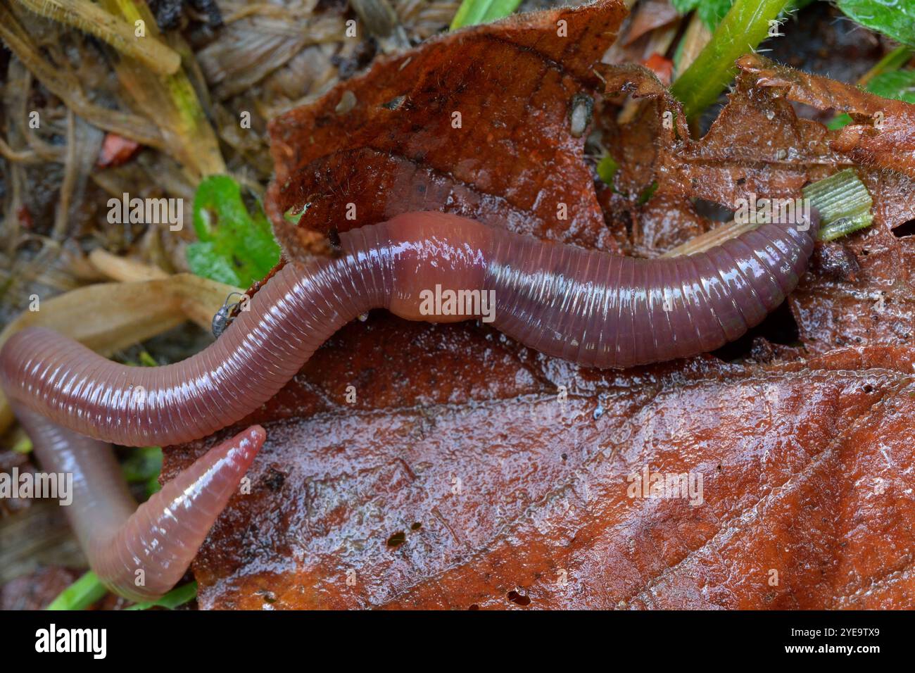 Regenwurm (Lumbricus terrestris) auf der Oberfläche des Bodens in den Gräsern und verfallende Blattstreu bei sehr feuchtem Wetter, Dumfries-shire, Schottland. Stockfoto