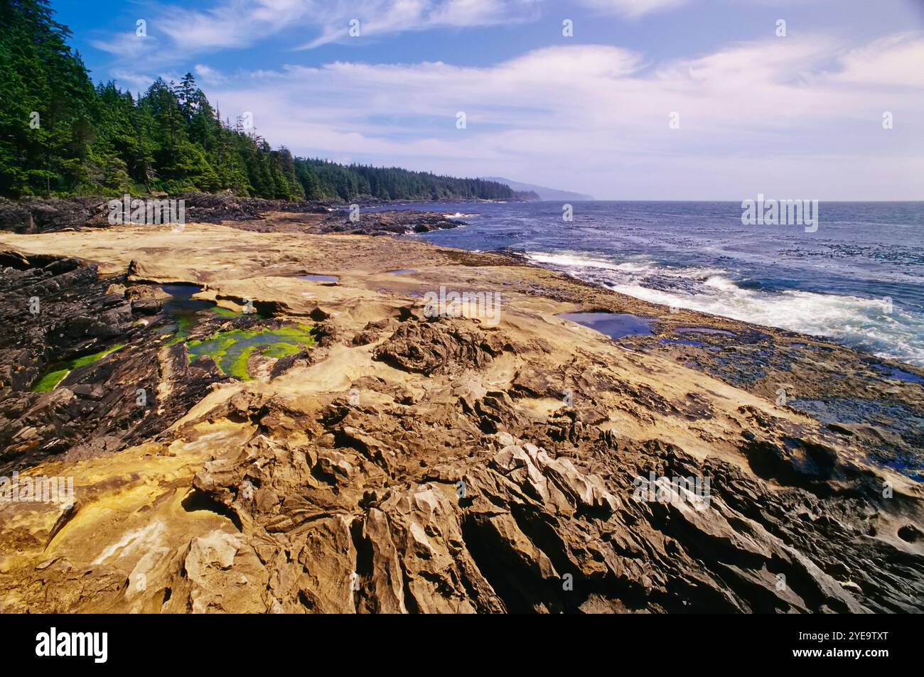 Gezeitenbecken im Juan de Fuca Provincial Park (Botanical Beach Provincial Park) auf Vancouver Island; British Columbia, Kanada Stockfoto