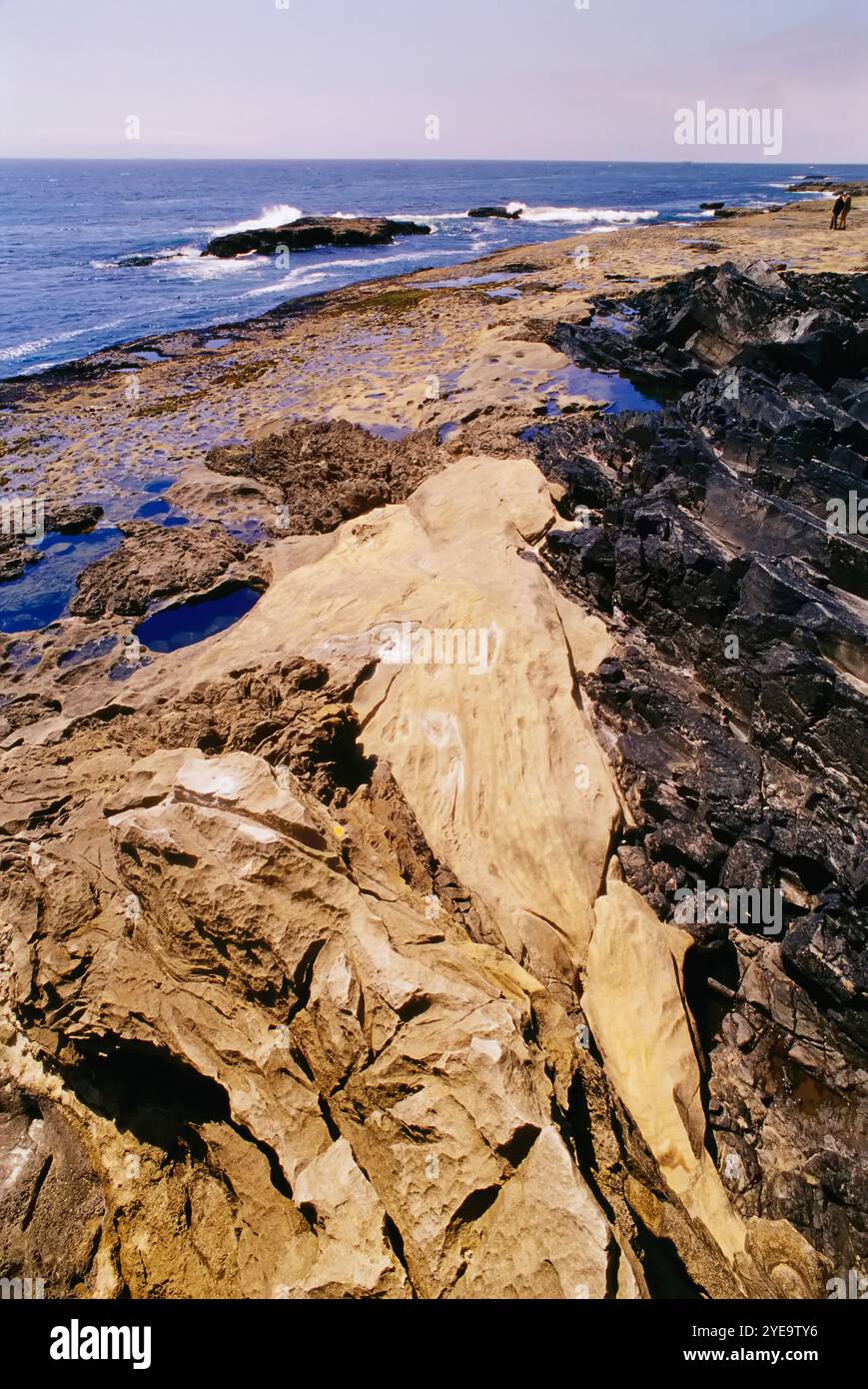 Gezeitenbecken im Juan de Fuca Provincial Park (Botanical Beach Provincial Park) auf Vancouver Island; British Columbia, Kanada Stockfoto